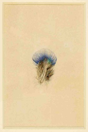 Ruskin feather